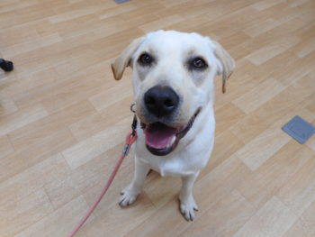 ペットホテル 足立区の動物病院 クロス動物医療センター足立 年中無休 トリミング ホテル