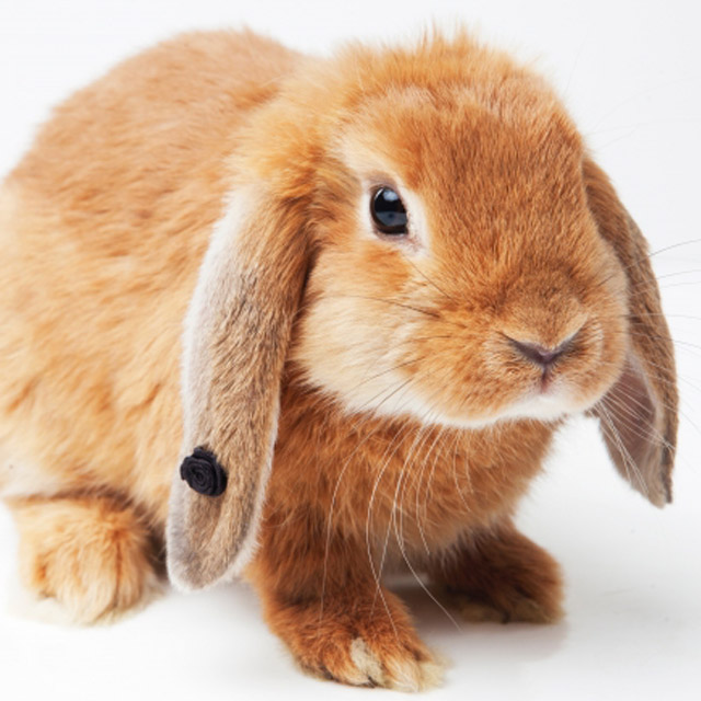 診療案内 足立区の動物病院 クロス動物医療センター足立 年中無休 トリミング ホテル